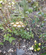 sensory garden spring 2009