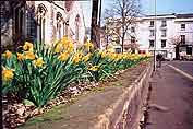 Daffodils outside St Nicholas Church
